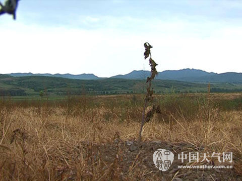 8月22日,錦州義縣頭臺鎮新建3000畝榛子樹因旱大面積干枯死亡。(攝影:王濤) 8月22日,錦州義縣頭臺鎮新建3000畝榛子樹因旱大面積干枯死亡。(攝影:王濤)