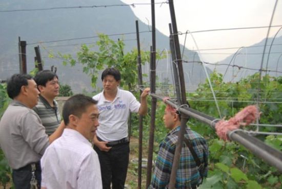 圖為5月3日，甘世波(右二)作為永善縣農業局局長，就葡萄避雨栽培示范建設作檢查指導。