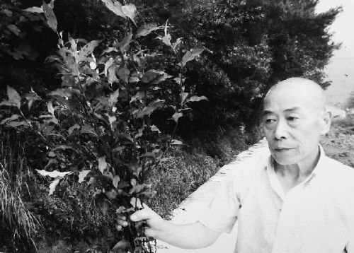 胡萬林的弟子在網上發布的胡萬林采草的場景(資料圖) 胡萬林的弟子在網上發布的胡萬林采草的場景(資料圖)